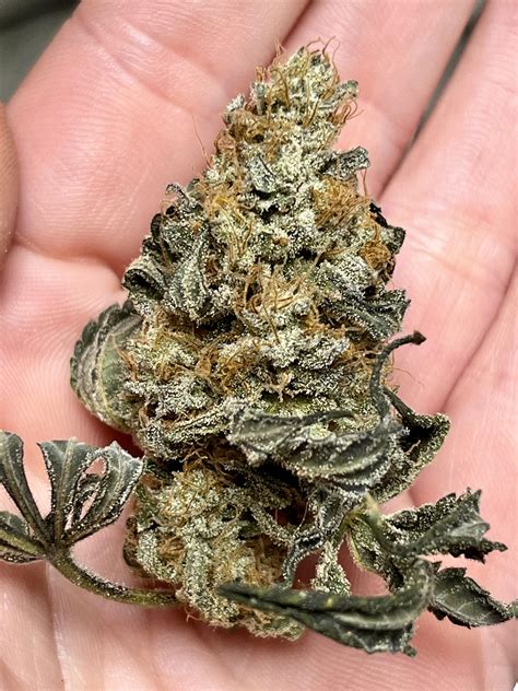 10th Planet 🔥🔥🔥 smells gassy af : r/microgrowery