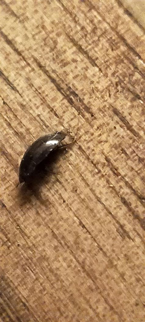 Please help ID this bug infestation!! Small black flying beetles in NSW