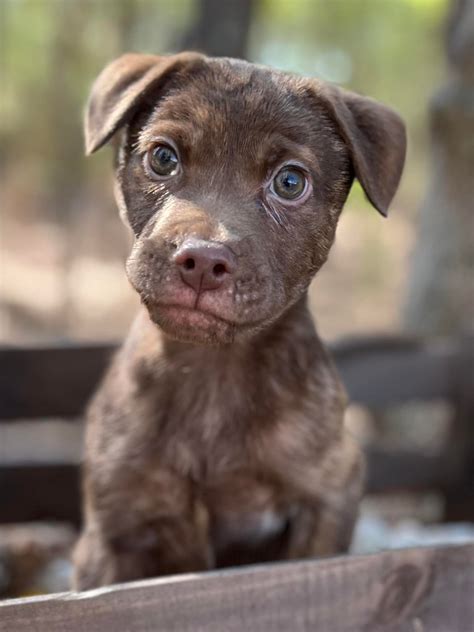 raeford animal hospital 2