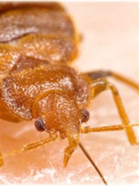 bed bugs fly bed bug detected