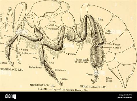 Animal biology (1938) (18197356365 Stock Photo - Alamy