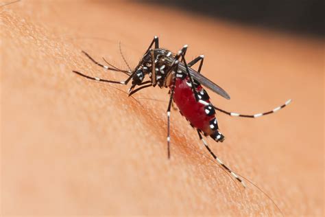 how to keep mosquitoes away in backyard 8