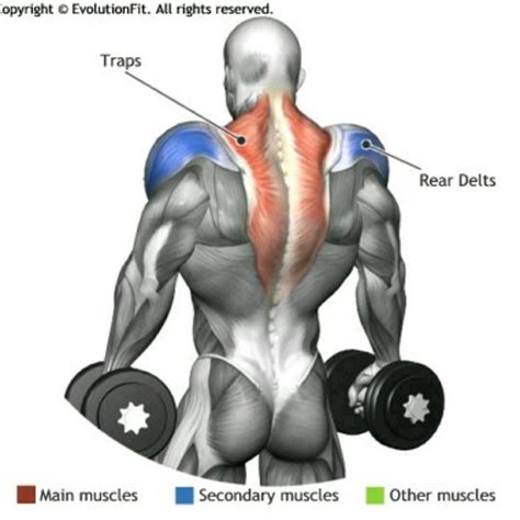 Dumbell Shrugs by Dave D. - Exercise How-to - Skimble