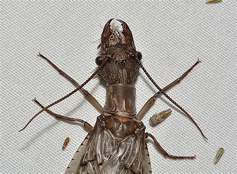 Piper Mclean Burdge Insect