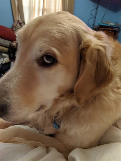 Köpek Golden Retriever Hayvan - Pixabay'de ücretsiz fotoğraf - Pixabay