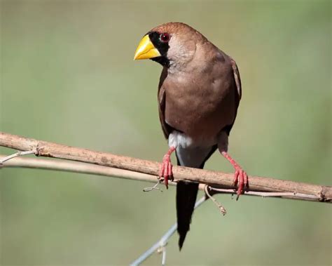 Masked finch - Facts, Diet, Habitat & Pictures on Animalia.bio