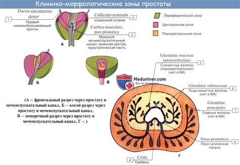 Анатомия: Бульбоуретральные железы. Анатомия простаты (предстательной ...