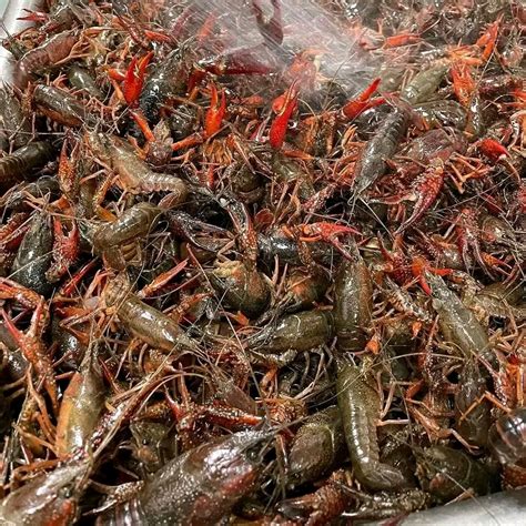 LIVE CRAWFISH – J&T Seafood Inc