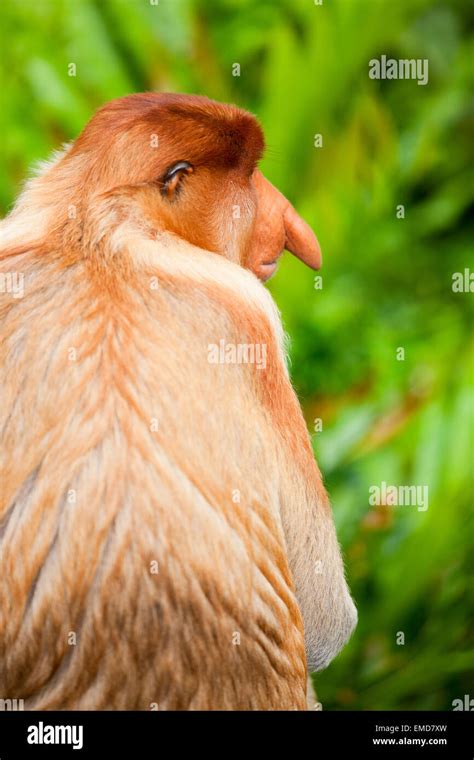 Proboscis Monkey Nose High Resolution Stock Photography and Images - Alamy