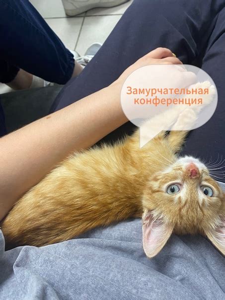 | ВетЛайф Ветеринарная клиника Кострома | ВКонтакте