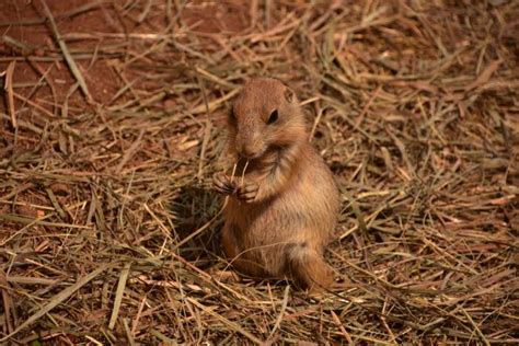 Groundhog Control | Defender Pest Control