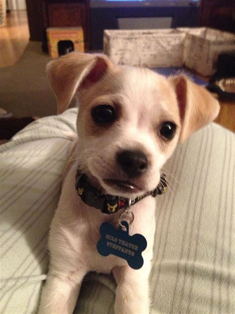 12 unreal chihuahua cross breeds you have to see to believe – Artofit