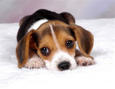 Beagle Puppy Wallpapers - Wallpaper Cave