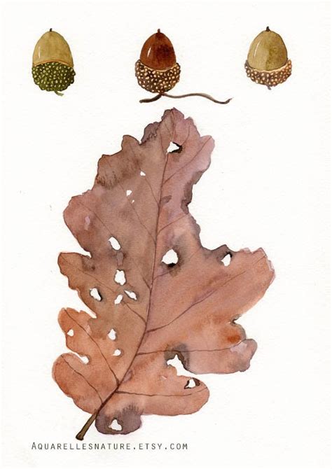 Watercolor Acorn at PaintingValley.com | Explore collection of ...