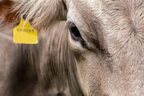 cattle identification stock  pictures royalty