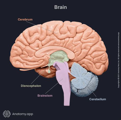 Brain | Encyclopedia | Anatomy.app | Learn anatomy | 3D models ...