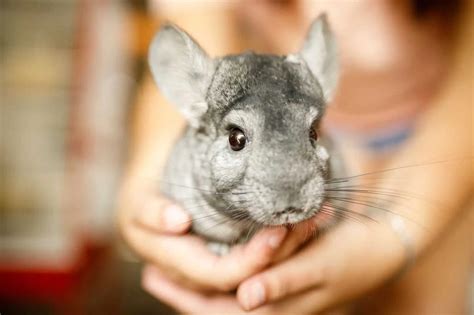 petits animaux de compagnie facile  entretenir les chiens ne font
