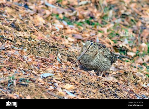 Camouflage bird woodcock. Brown dry leaves and white snow background ...