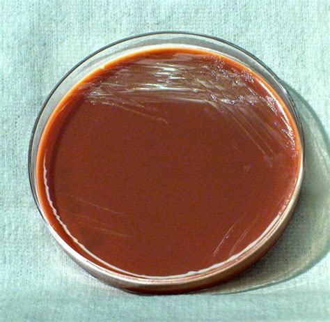 picture brucella bacteria