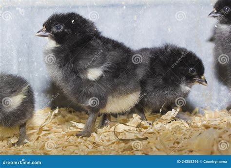 Black Maran chicks stock photo. Image of rare, birds - 24358296