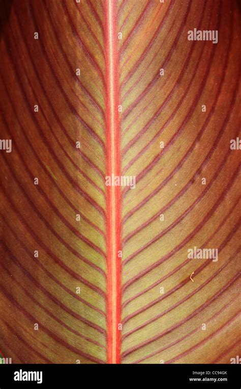 red sheet  res stock photography  images alamy