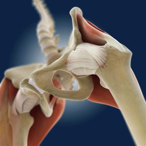 hip anatomy photograph  springer medizinscience photo library pixels