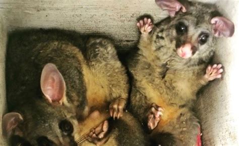 possum bite  dog symptoms