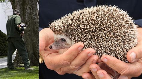 how do you hedgehog injured step by step 7