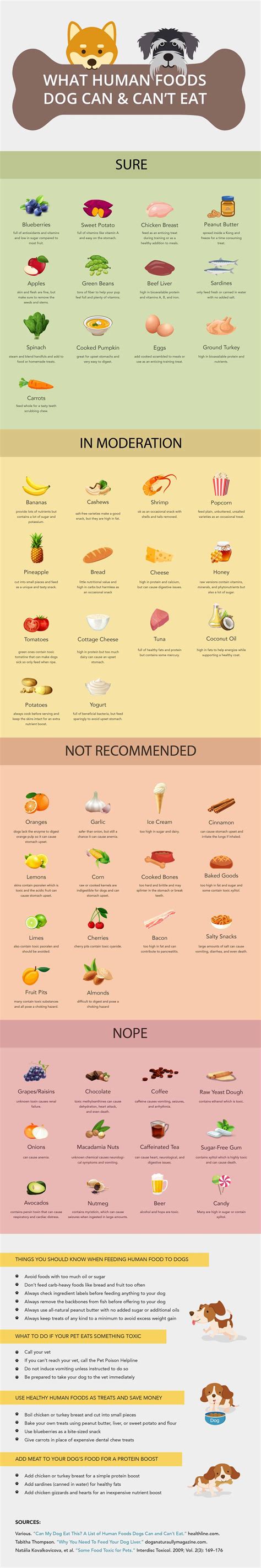 what happens if dog not eating step by step 4