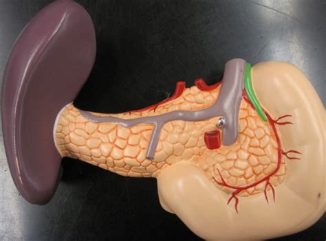 Pancreas & Spleen Diagram | Quizlet