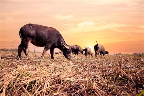 buffalo farm stock  images  backgrounds
