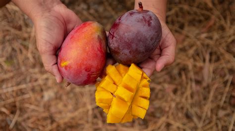 Main mango varieties cultivated in Europe | CrowdFarming Blog