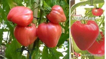Томат "Мазарини": отзывы, фото, кто сажал