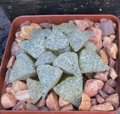 haworthia-picta-image-6