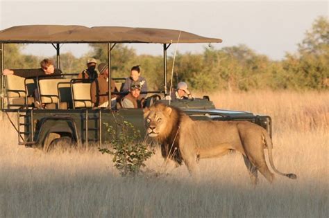 african  safaris durban lohnt es sich aktuell fuer  mit fotos