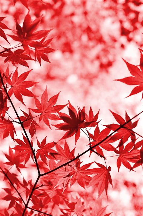 HD wallpaper: red maple leaves, tree, foliage, japanese maple, leaf ...