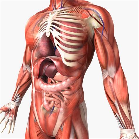 human body organizeh clear structure model  piece anatomy figure