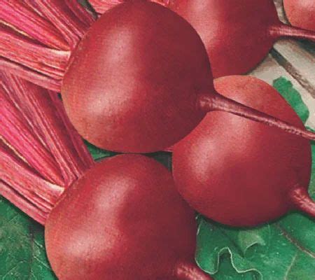 ruby queen   price  sonipat  gennext crop science private