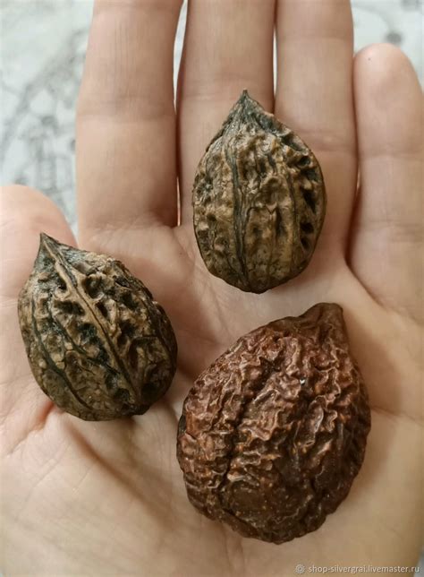 Маньчжурский Орех Juglans mandshurica купить в интернет-магазине ...