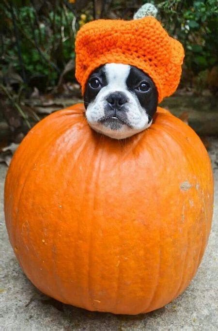 15 Spooktacular Dog Halloween Costumes That Will Make You Squeal With ...