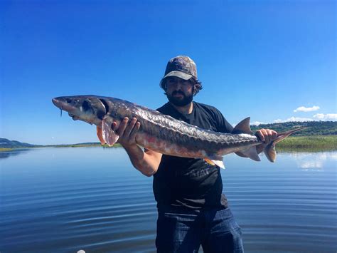 My PB shortnose sturgeon from NB Canada : r/Fishing