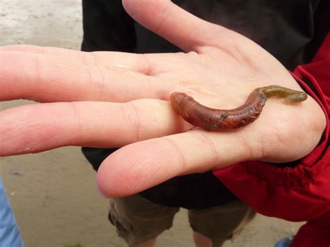 1680x1050 wallpaper | brown worm | Peakpx