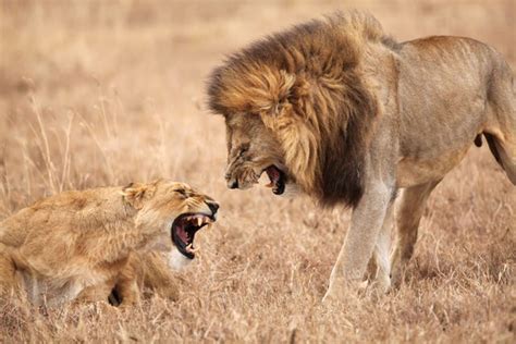 10% of Men Believe They Can Beat a Lion in a Fist Fight, According to
