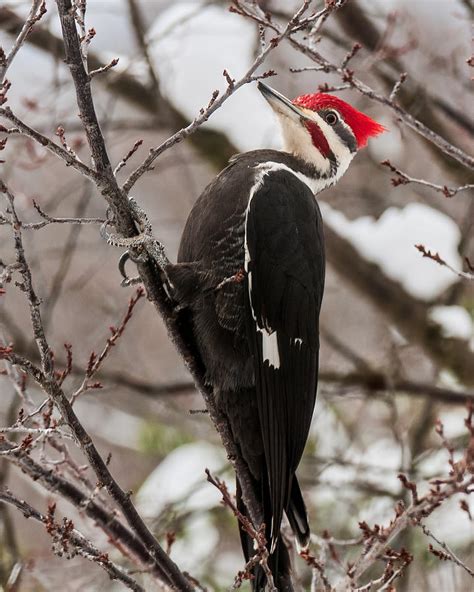 Male Pileated Woodpecker 1 Photograph by Lara Ellis - Pixels