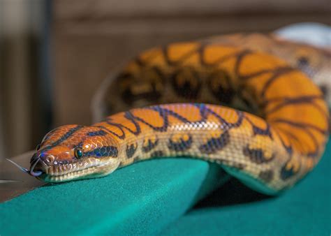 23 best u/dov3r images on Pholder | Snakes, Earth Porn and Food
