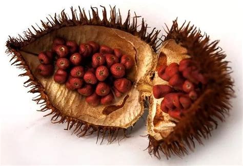 30 nomes de frutas tropicais raras