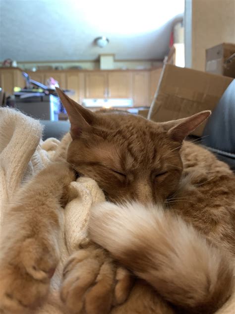 Snugglebug : r/gingerpussy