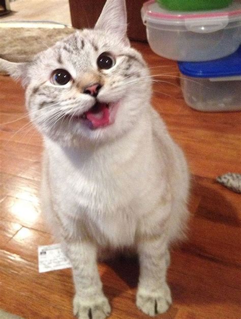 16 Of The Smiliest Cats On The Internet