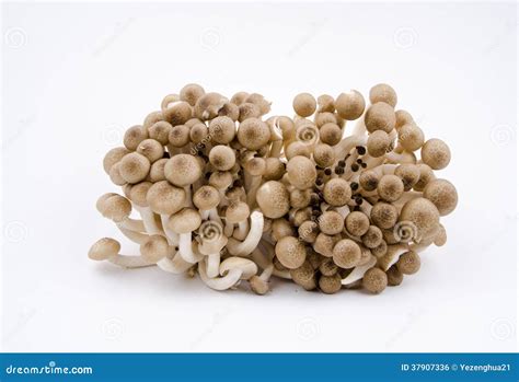 hypsizygus marmoreus stock photo image  mushroom fungoid