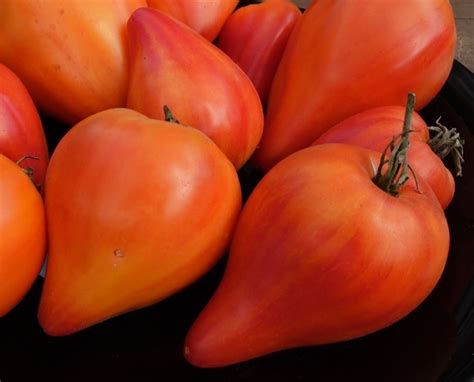 купить семена томата НЕМЕЦКАЯ ОРАНЖЕВАЯ КЛУБНИКА (German Orange Strawberry)